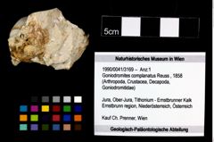 Foto (Objekt + Etikett) von Goniodromites complanatus (Reuss, 1858)  (NHMW-GEO-1990-0041-3169)
